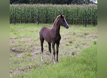 Duitse rijpony, Merrie, veulen (04/2023), Donkere-vos