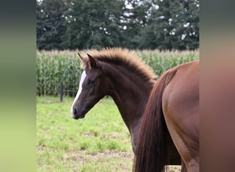 Duitse rijpony, Merrie, veulen (04/2023), Donkere-vos
