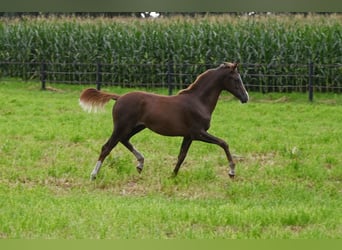 Duitse rijpony, Merrie, veulen (04/2023), Donkere-vos