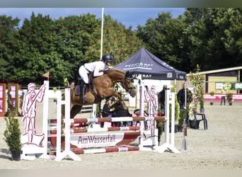 Duitse rijpony, Merrie, veulen (04/2023), Donkere-vos
