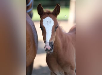 Duitse rijpony, Merrie, Veulen (04/2025), Donkere-vos