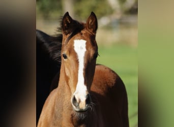 Duitse rijpony, Merrie, Veulen (04/2025)