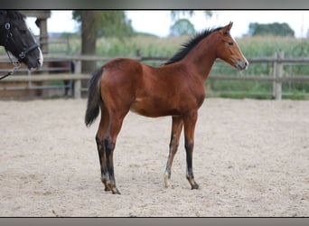 Duitse rijpony, Merrie, Veulen (04/2025)
