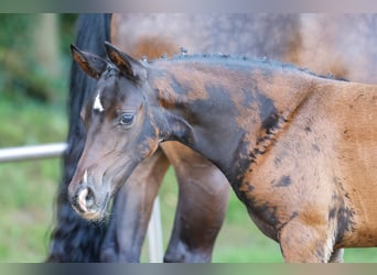 Duitse rijpony, Merrie, Veulen (01/2026)