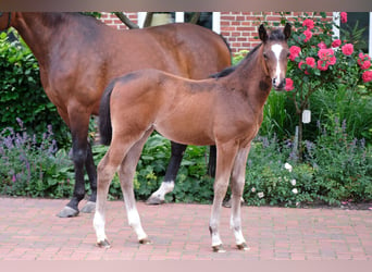 Duitse rijpony, Merrie, veulen (03/2024)