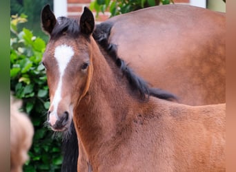 Duitse rijpony, Merrie, veulen (03/2024)