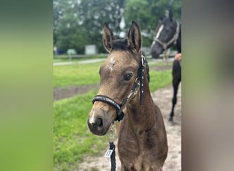 Duitse rijpony, Merrie, Veulen (04/2026)