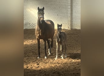 Duitse rijpony, Merrie, Veulen (03/2026)