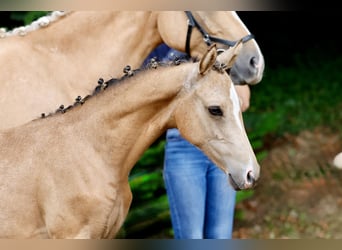 Duitse rijpony, Merrie, Veulen (04/2026), Falbe