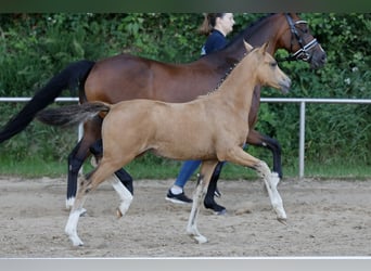 Duitse rijpony, Merrie, Veulen (04/2026), Falbe