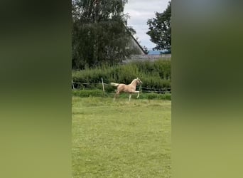 Duitse rijpony, Merrie, Veulen (04/2026), Palomino