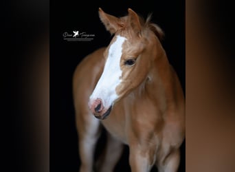 Duitse rijpony, Merrie, Veulen (05/2025), Palomino