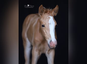 Duitse rijpony, Merrie, Veulen (05/2025), Palomino