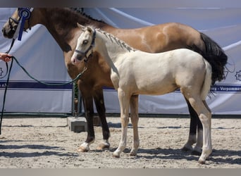 Duitse rijpony, Merrie, veulen (04/2024), Palomino