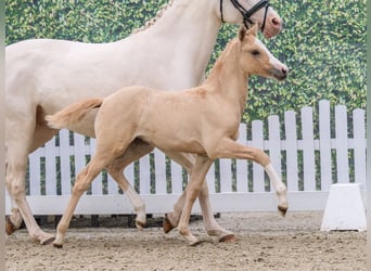 Duitse rijpony, Merrie, Veulen (04/2026), Palomino