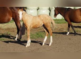 Duitse rijpony, Merrie, Veulen (05/2025), Palomino