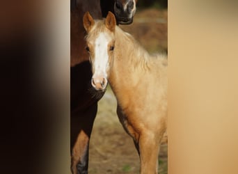 Duitse rijpony, Merrie, Veulen (05/2025), Palomino