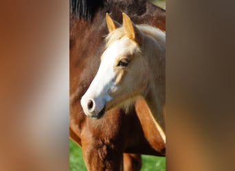 Duitse rijpony, Merrie, Veulen (05/2025), Palomino