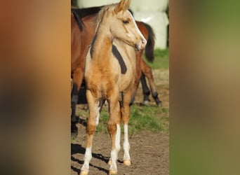Duitse rijpony, Merrie, Veulen (05/2025), Palomino