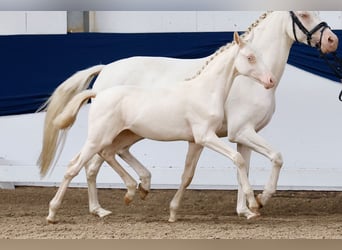 Duitse rijpony, Merrie, veulen (04/2024), Perlino