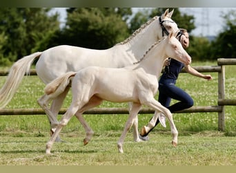 Duitse rijpony, Merrie, veulen (04/2024), Perlino