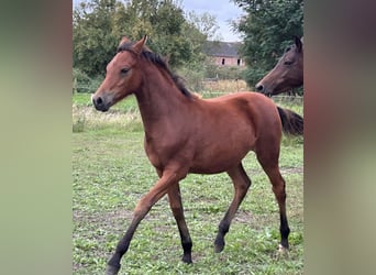 Duitse rijpony, Merrie, Veulen (04/2025), Roodbruin