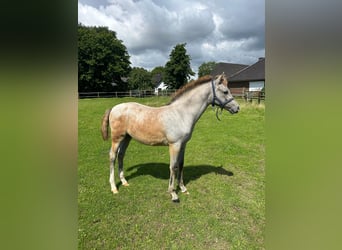 Duitse rijpony, Merrie, Veulen (05/2025), Schimmel