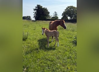 Duitse rijpony, Merrie, Veulen (05/2025), Vos