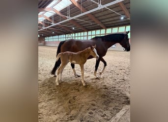 Duitse rijpony, Merrie, Veulen (04/2025), Vos