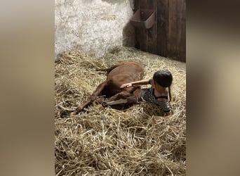 Duitse rijpony, Merrie, Veulen (05/2025), Vos