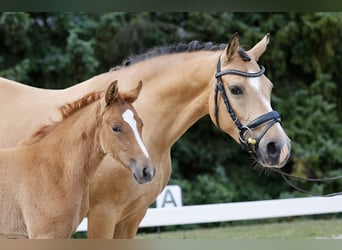 Duitse rijpony, Merrie, Veulen (04/2026), Vos