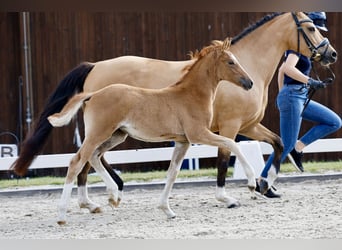 Duitse rijpony, Merrie, Veulen (04/2026), Vos
