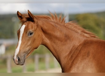 Duitse rijpony, Merrie, Veulen (04/2026), Vos