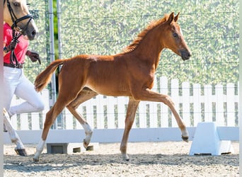 Duitse rijpony, Merrie, Veulen (05/2026), Vos