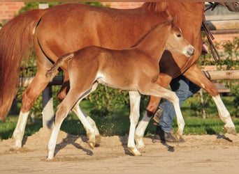 Duitse rijpony, Merrie, Veulen (03/2026), Vos