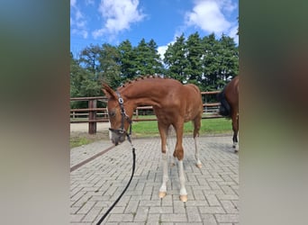Duitse rijpony, Merrie, Veulen (04/2025), Vos