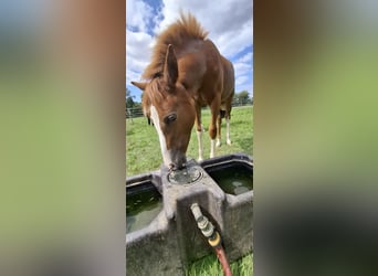 Duitse rijpony, Merrie, Veulen (04/2025), Vos