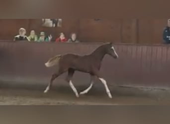 Duitse rijpony, Merrie, Veulen (04/2025), Vos