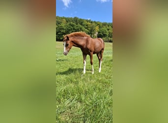 Duitse rijpony, Merrie, Veulen (04/2025), Vos