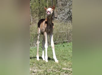 Duitse rijpony, Merrie, Veulen (04/2025), Vos