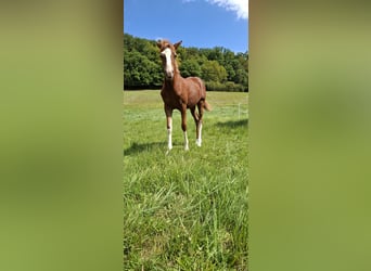 Duitse rijpony, Merrie, Veulen (04/2025), Vos