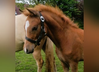 Duitse rijpony, Merrie, Veulen (01/2026), Vos