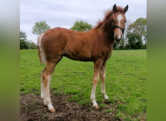 Duitse rijpony, Merrie, Veulen (01/2026), Vos