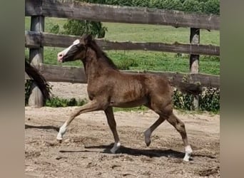 Duitse rijpony, Merrie, , Zwart