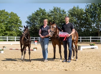 Duitse rijpony, Merrie, Veulen (04/2026), Zwart