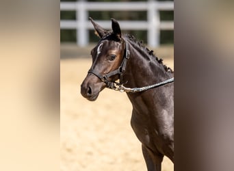 Duitse rijpony, Merrie, Veulen (04/2026), Zwart