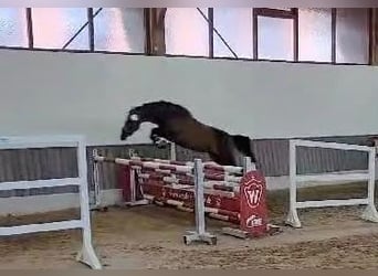 Duitse rijpony, Merrie, Veulen (04/2026), Zwart