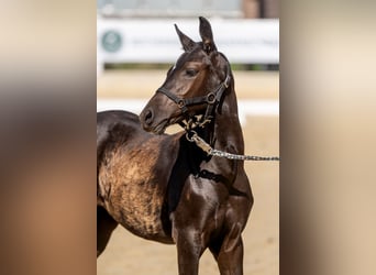 Duitse rijpony, Merrie, Veulen (04/2026), Zwart