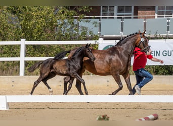 Duitse rijpony, Merrie, Veulen (04/2026), Zwart
