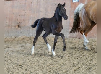 Duitse rijpony, Merrie, Veulen (05/2026), Zwart